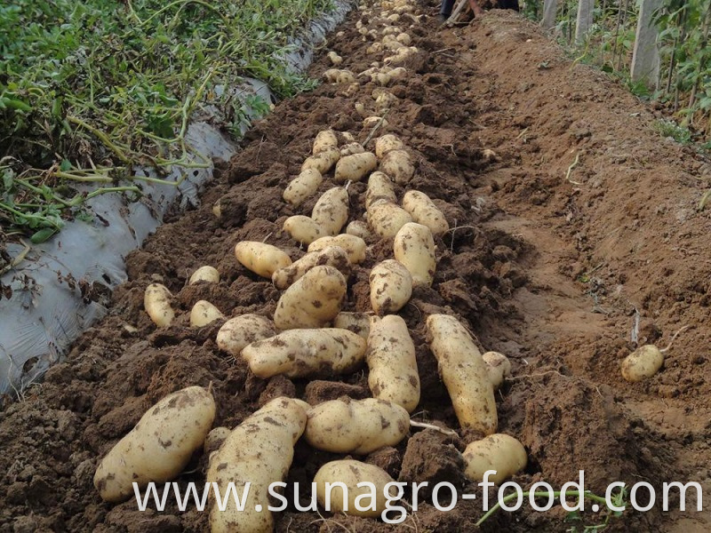 Fresh And Delicious Potatoes